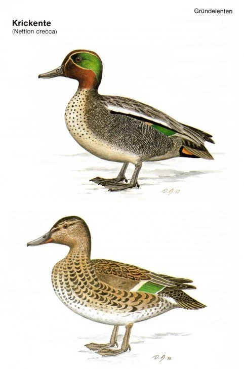 Krickenten