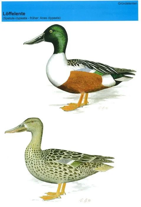 Löffelenten (Europäische)