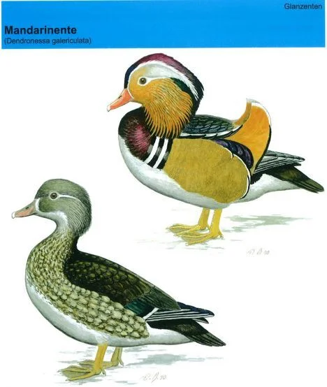 Mandarinenten