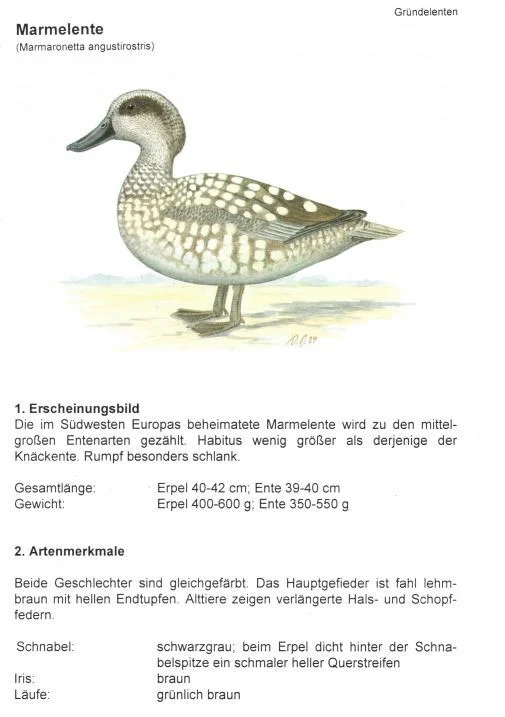 Marmelenten