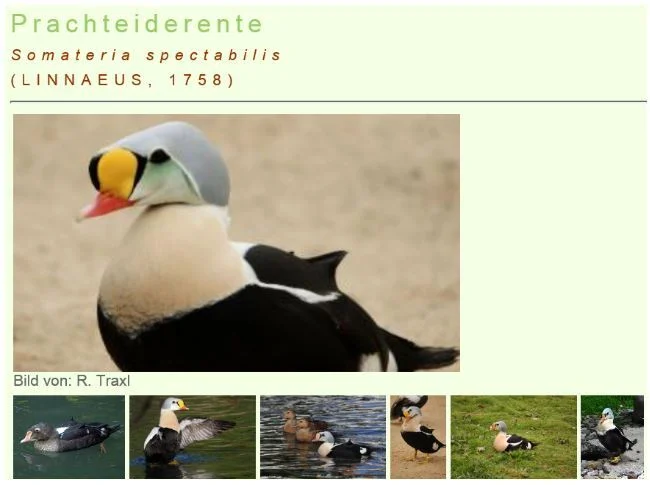 Prachteiderenten