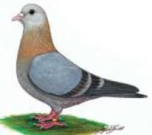 Arabische Trommeltaube