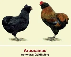 Auracana