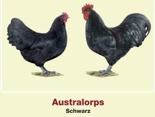 Australorps