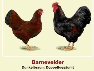 Barnevelder