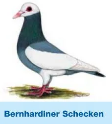 Bernhardiner Schecke