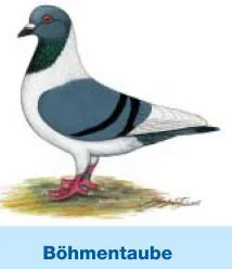 Böhmentauben
