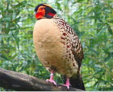 Cabot Tragopan