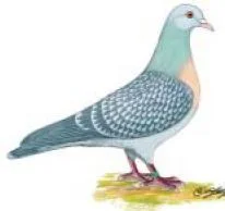 Coburger Lerchen