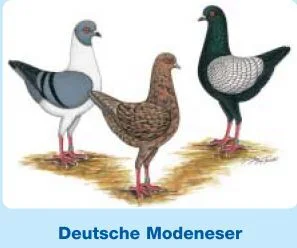 Dt. Modeneser