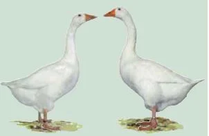 Emdener Gänse