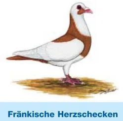 Fränkische Herzschecken