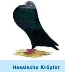 Hessenkröpfer