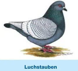 Luchstauben