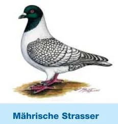Mährischer Strasser
