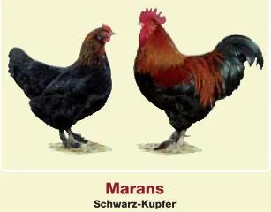 Marans