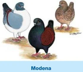 Modena