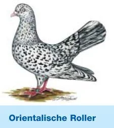 Orientalischer Roller