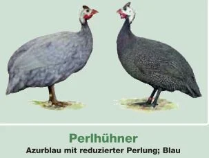 Perlhühner