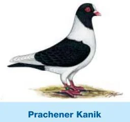 Prachener Kanik