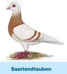 Saarlandtaube