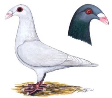 Spaniertaube