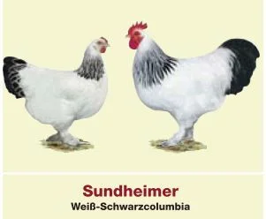 Sundheimer