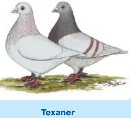 Texaner