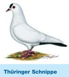 Thüringer Schnippen