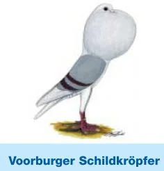 Voorburger Schildkröpfer