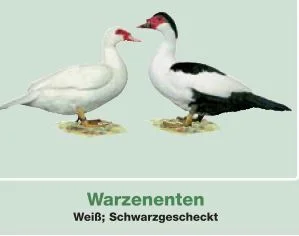 Warzenenten