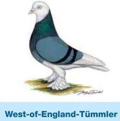 West-of-England-Tümmler