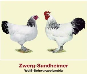 Zwerg-Sundheimer Hühner