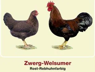 Zwerg-Welsumer