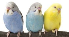 Futtermittel und Tierzubehör für Vögel & Nager