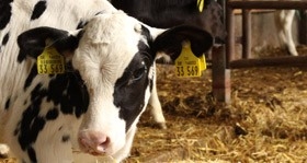 Futtermittel und Tierzubehör für Rinder