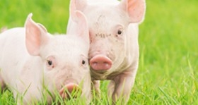 Futtermittel und Tierzubehör für Schweine