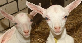 Futtermittel und Tierzubehör für Ziegen und Schafe