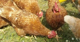 Futtermittel und Tierzubehör für Geflügel