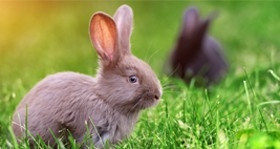 Futtermittel und Tierzubehör für Kaninchen