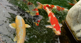 Futtermittel und Tierzubehör für Fische