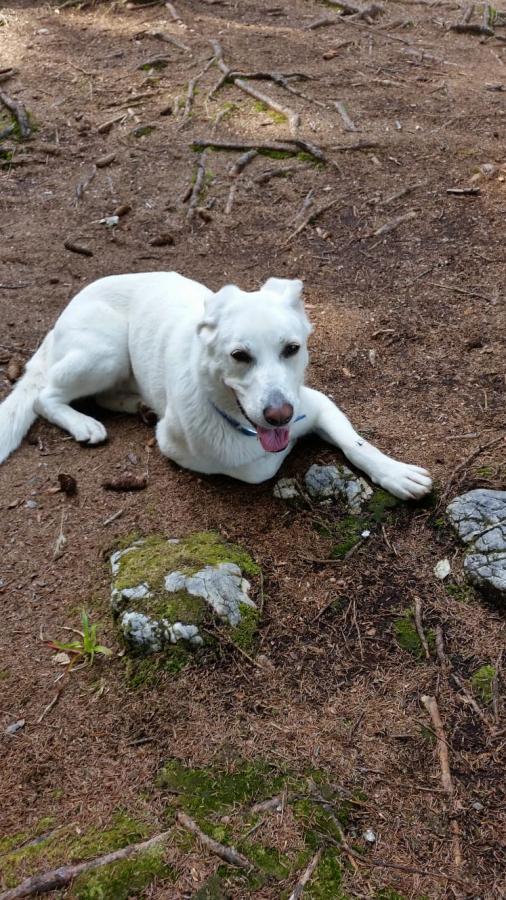 Tierheim Waldkraiburg - Hunde die ein neues Zuhause suchen