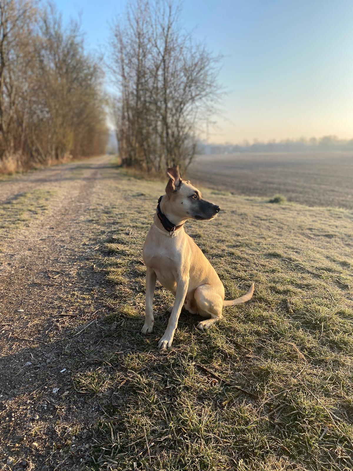 Tierheim Waldkraiburg - Hunde die ein neues Zuhause suchen