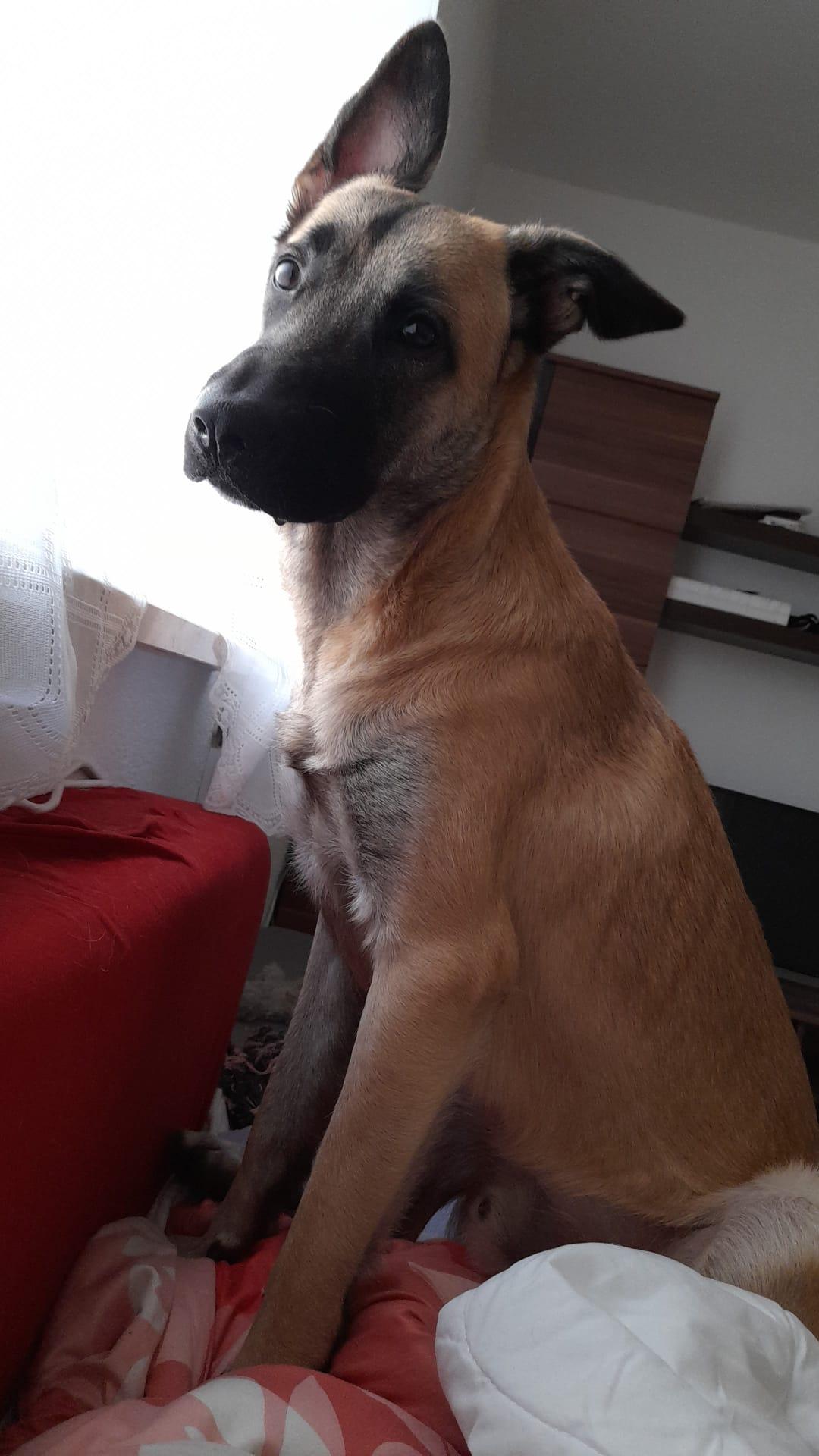 Hachiko