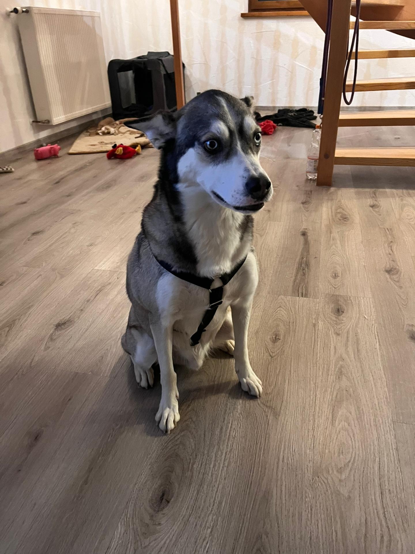 Husko