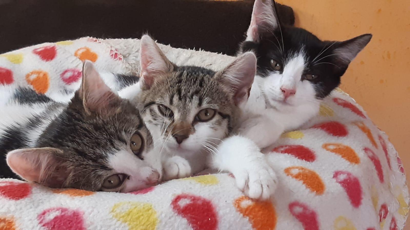 Mara, Mila & Mona