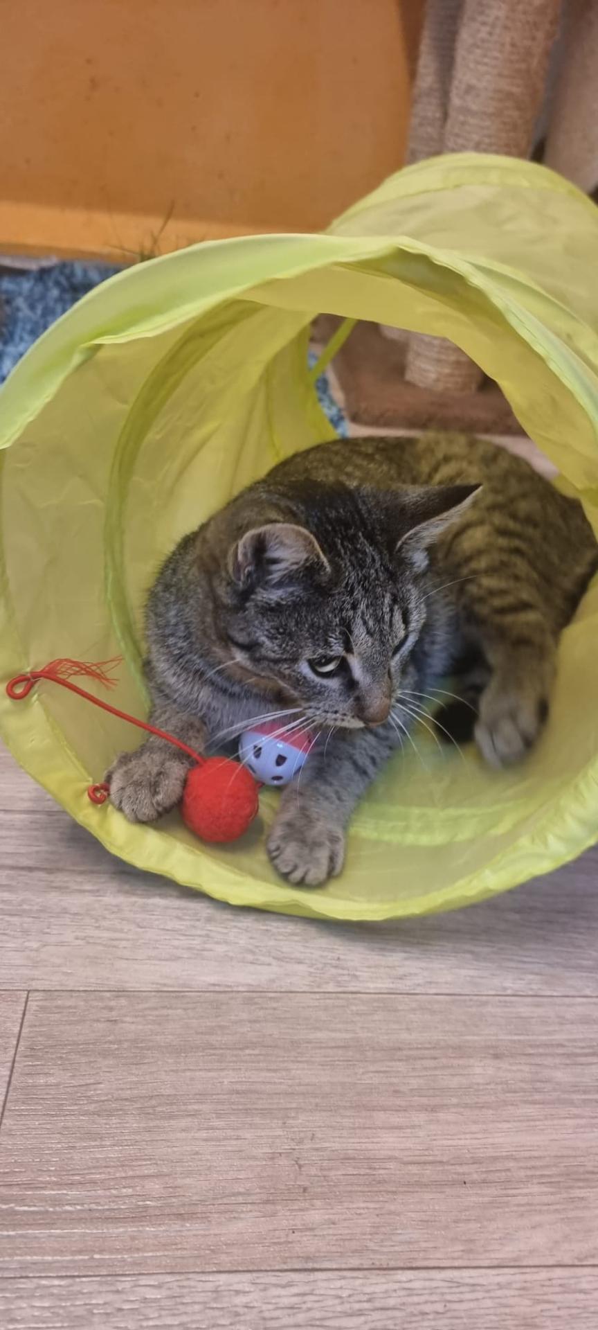 Nala