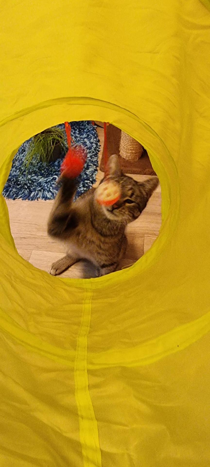 Nala