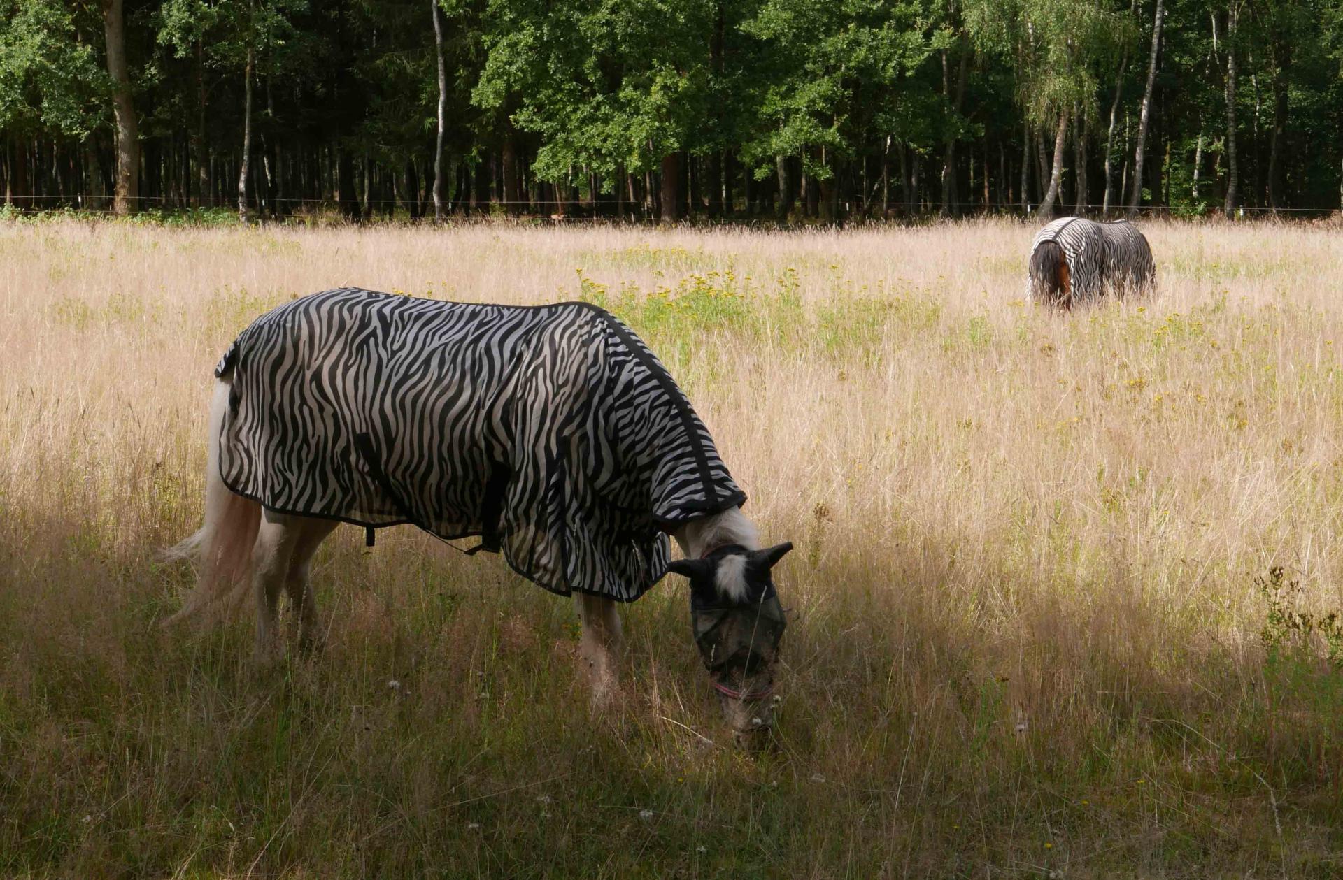 Zebras in Hasenmoor
