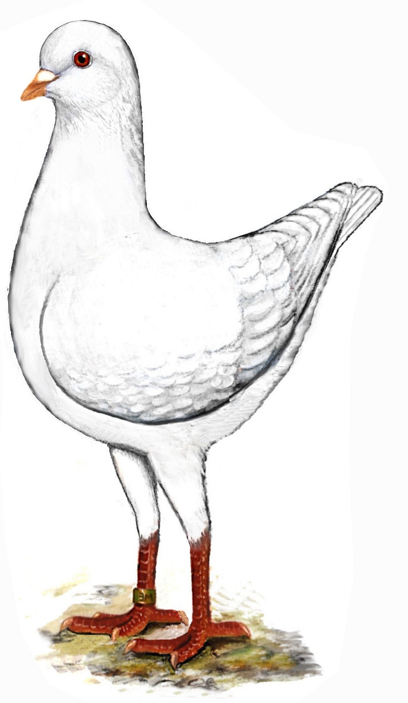 Modeneser